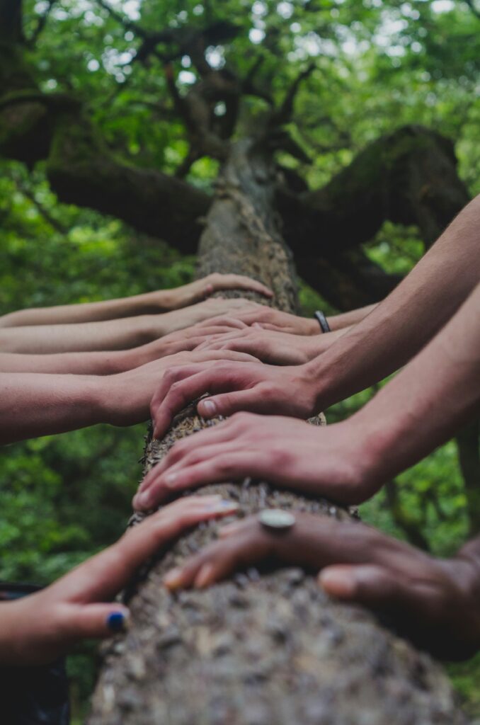 image of hands holding a tree