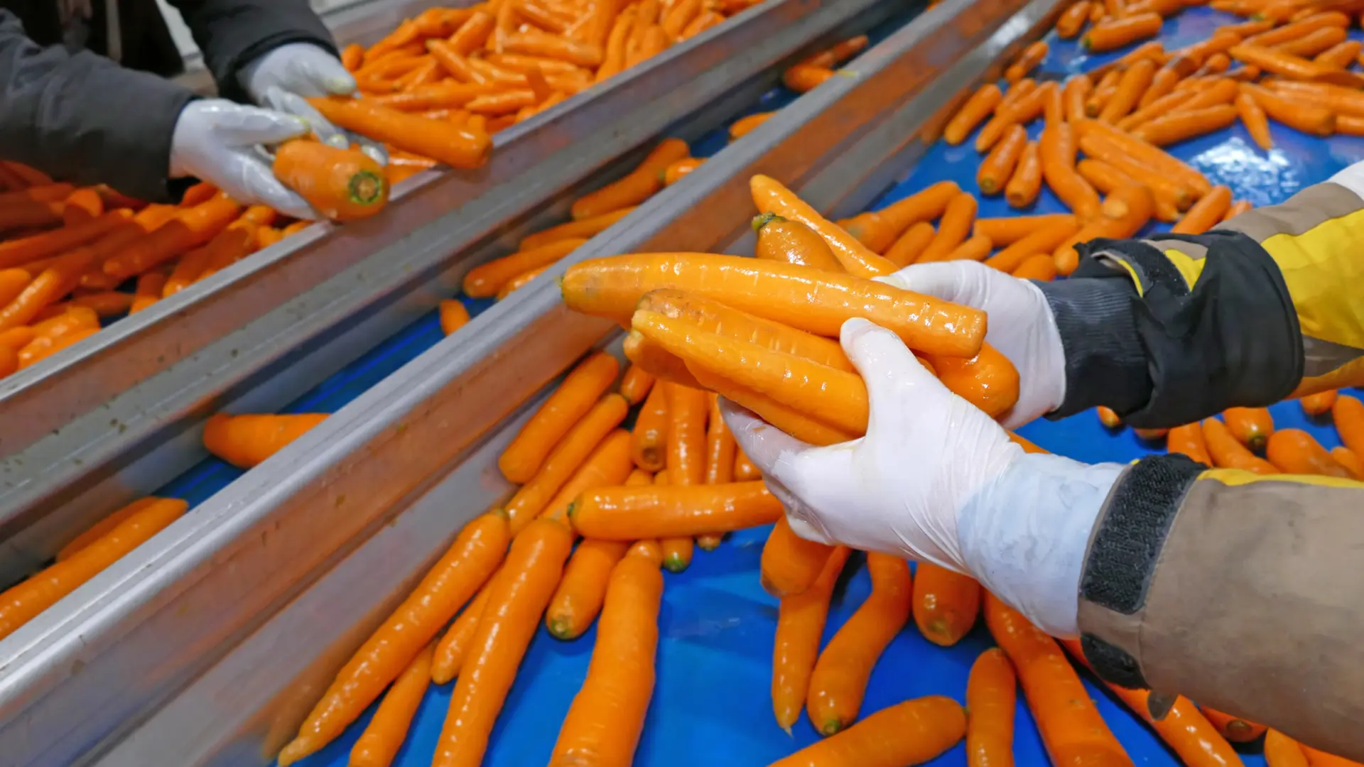 Food processing 5.webp